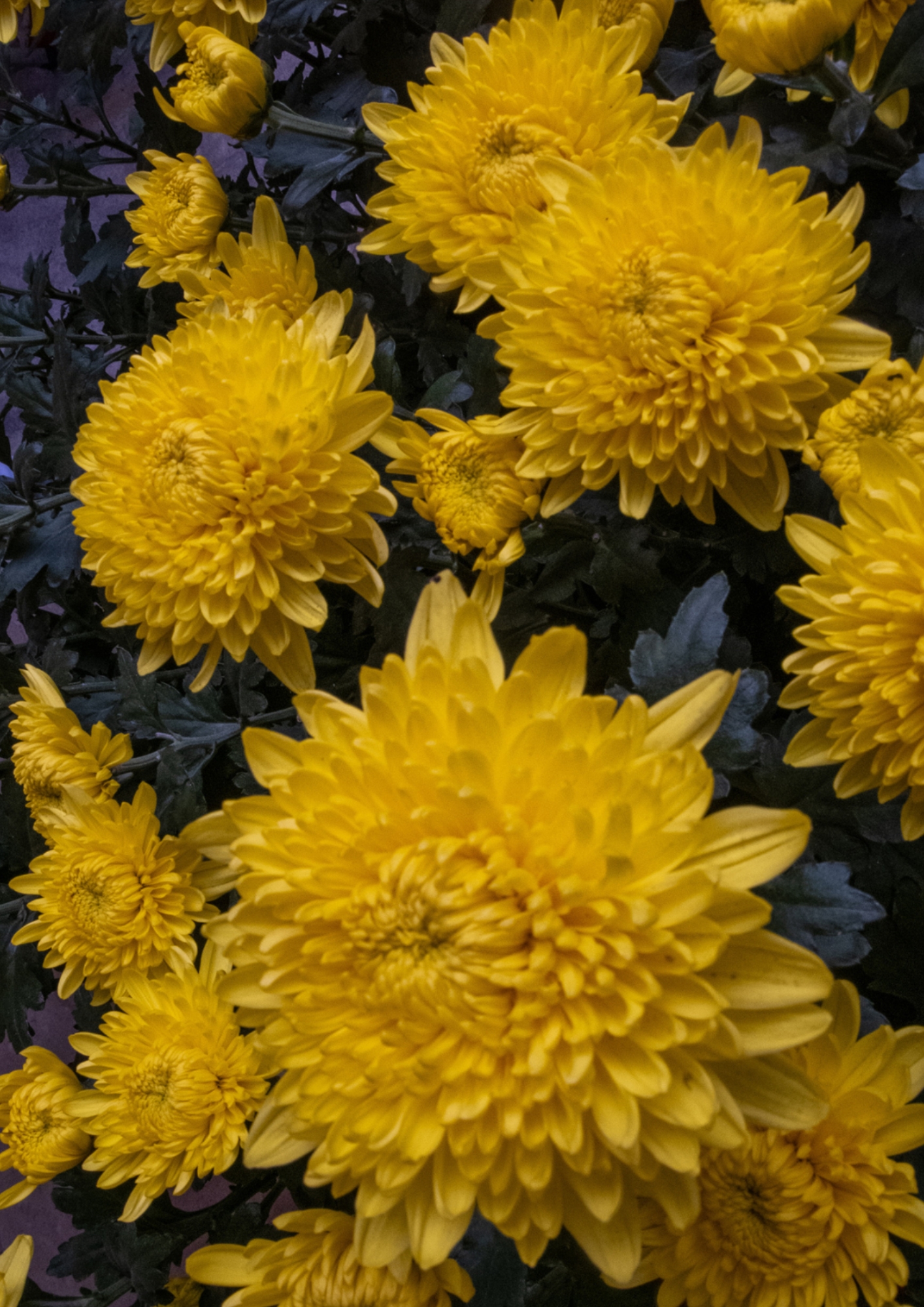 Faraway so Close — Photo 07