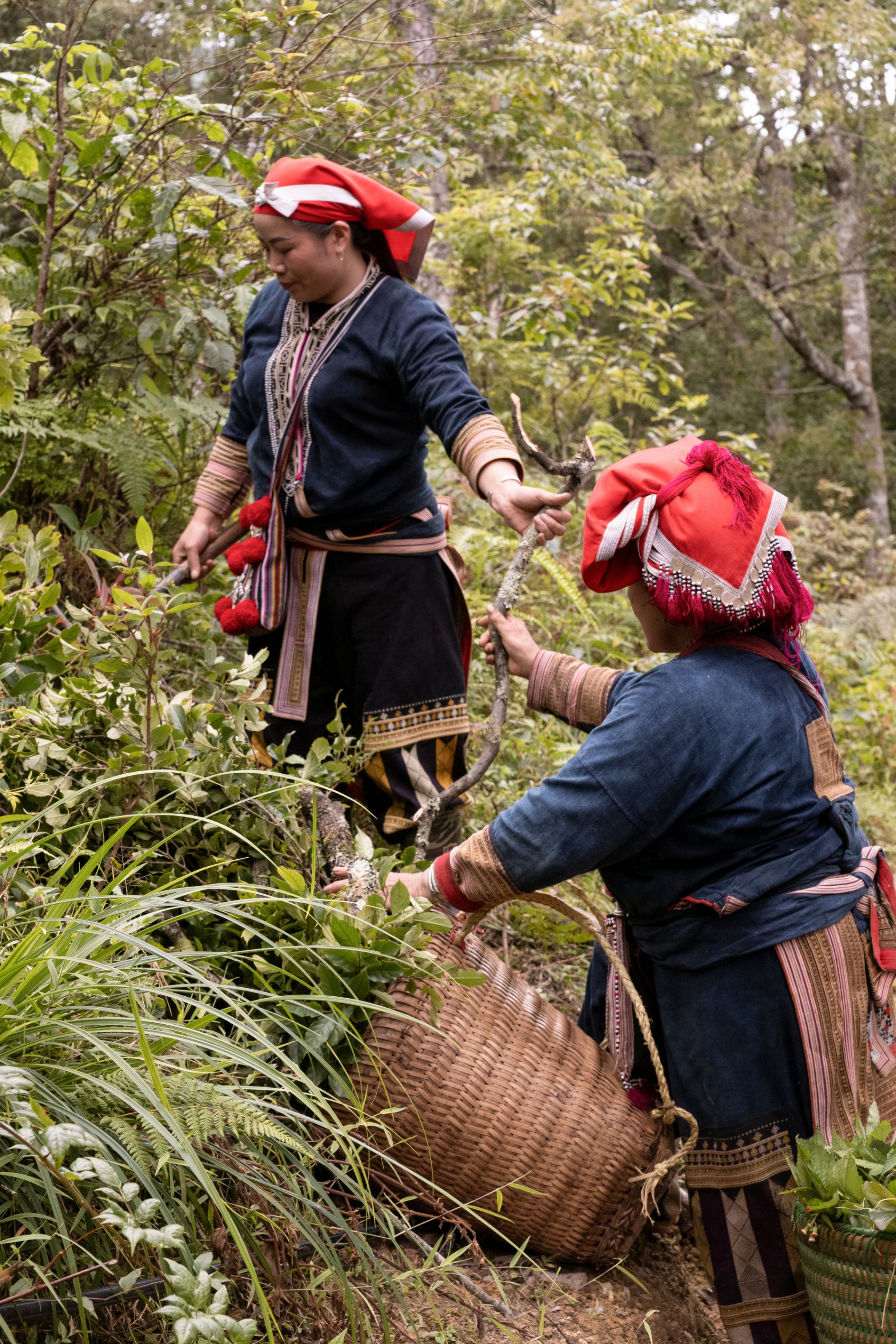 Two women gathering plants in the forest
