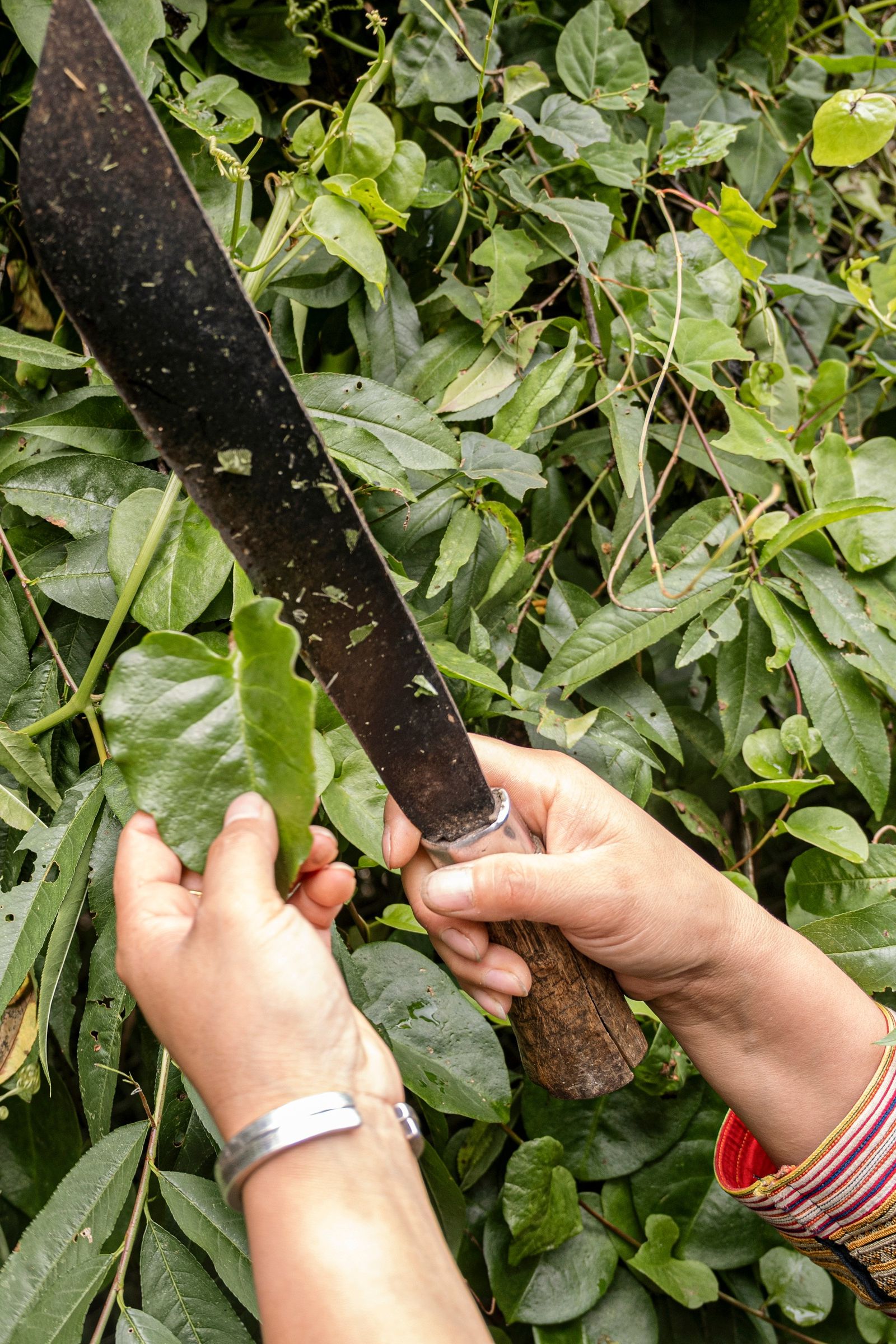 Hands holding a blade and a plant stem