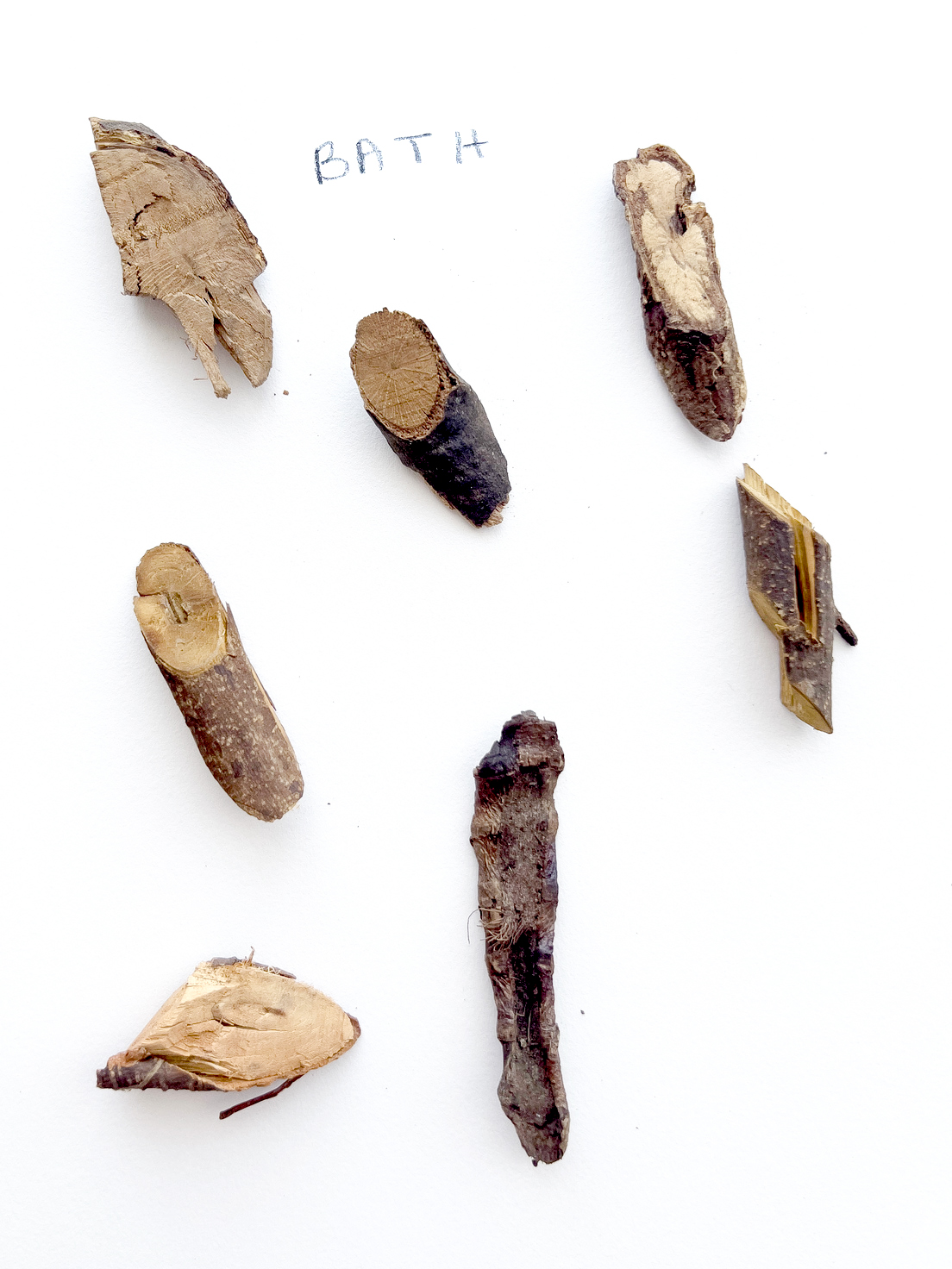Pieces of botanical material arranged on white paper